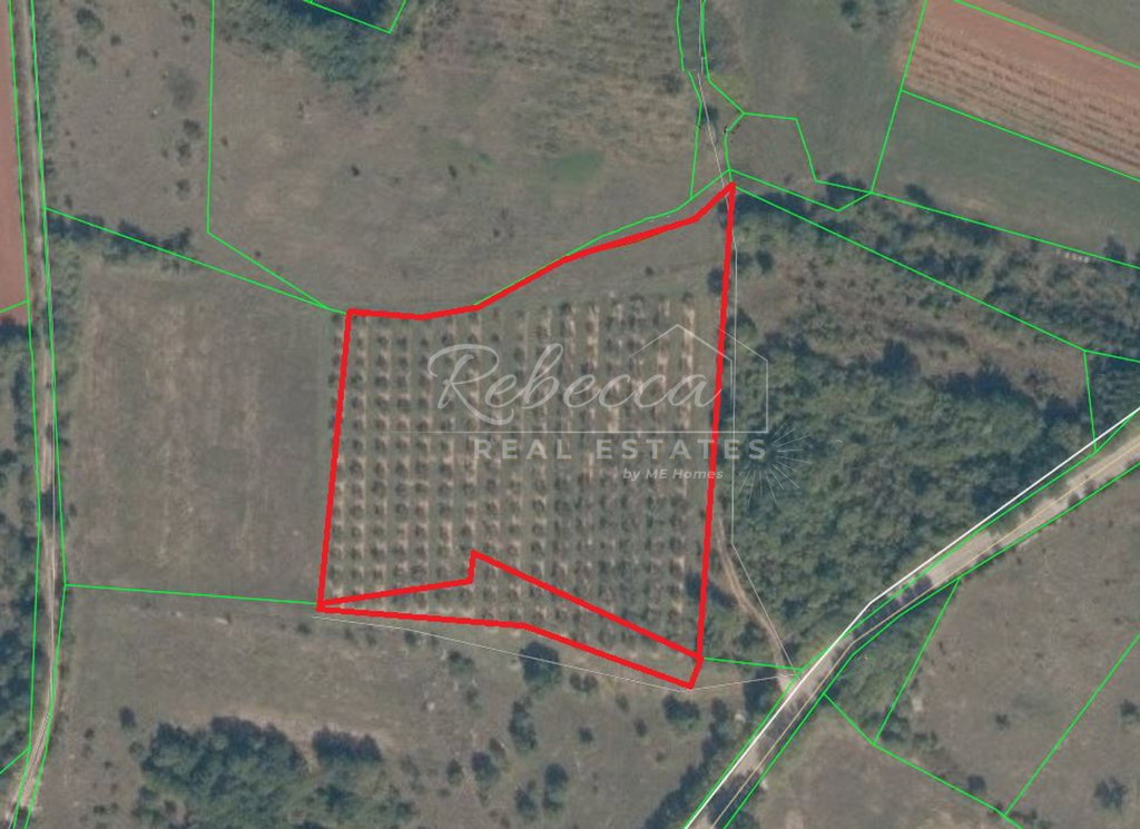 Olive grove with 250 olive trees
