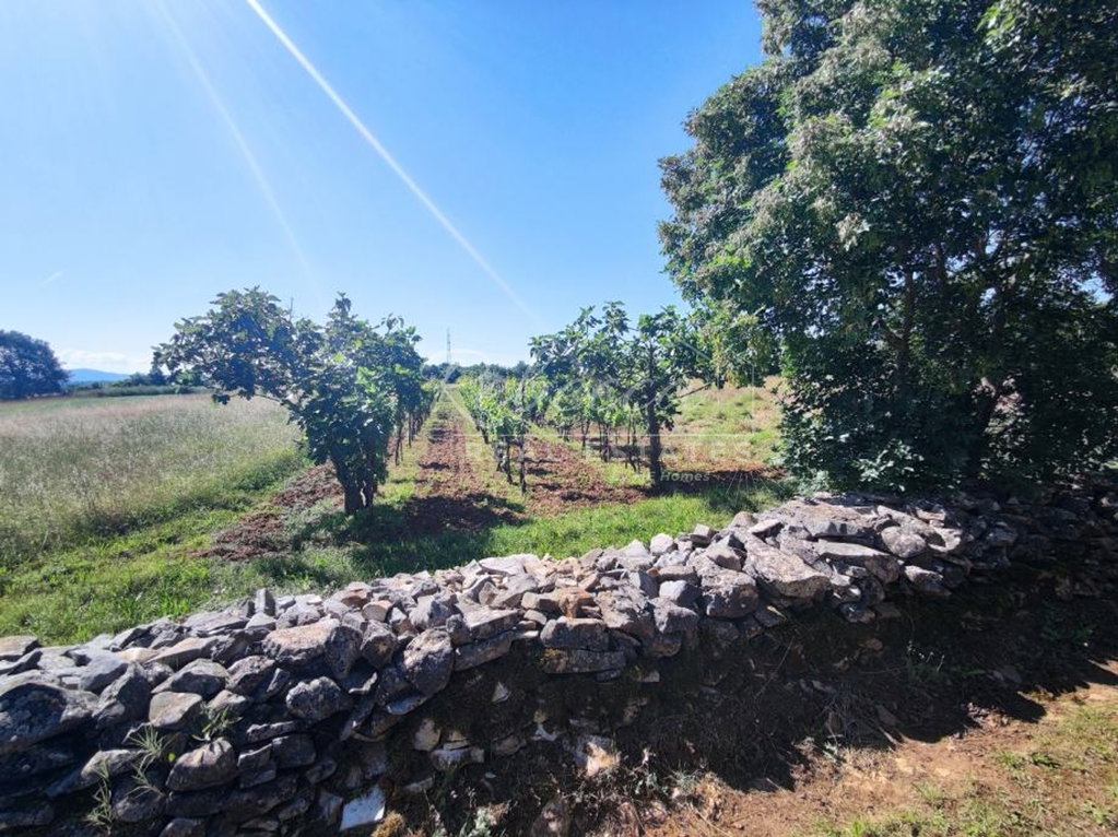 Agricultural land, 9000 m2, near Barban