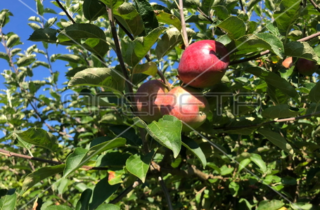 opereta_carousel_photo_8