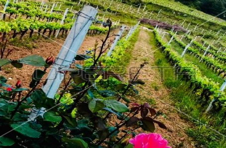 opereta_carousel_photo_6