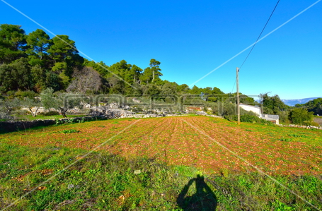 opereta_carousel_photo_7