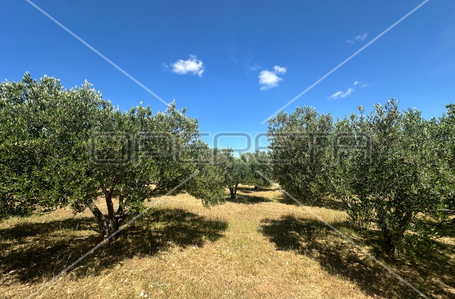 opereta_carousel_photo_5