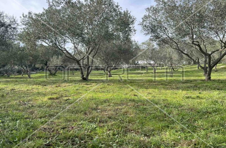 opereta_carousel_photo_3