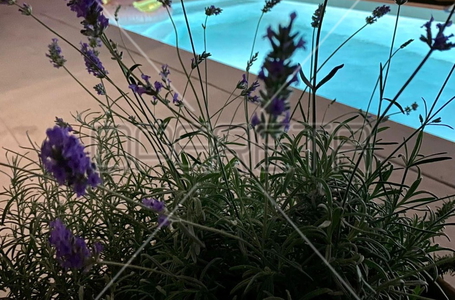 opereta_carousel_photo_5