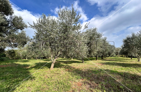 opereta_carousel_photo_2