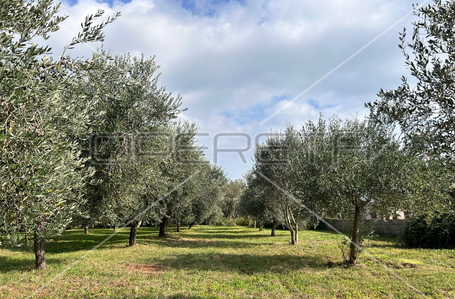 opereta_carousel_photo_3