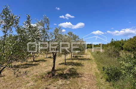 opereta_carousel_photo_3