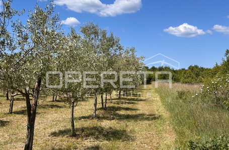 opereta_carousel_photo_4