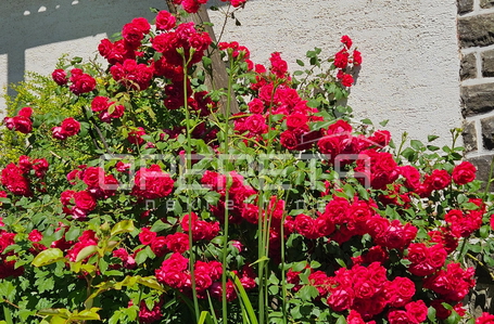 opereta_carousel_photo_9