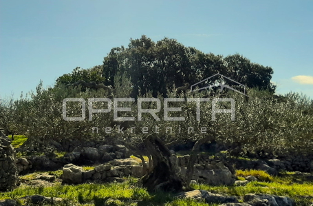 opereta_carousel_photo_9