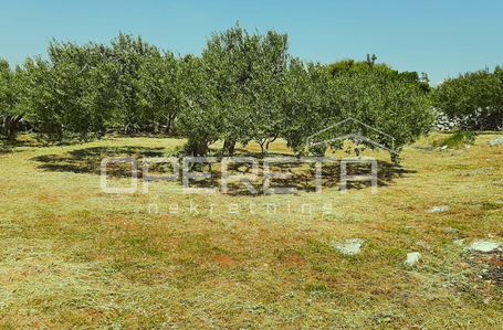 opereta_carousel_photo_2