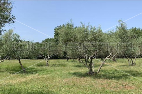 opereta_carousel_photo_7