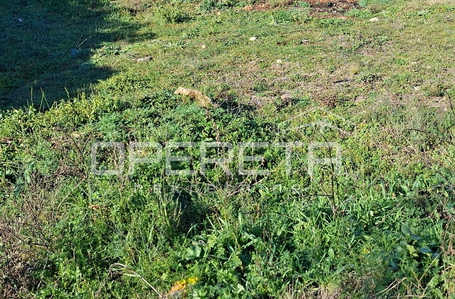 opereta_carousel_photo_4