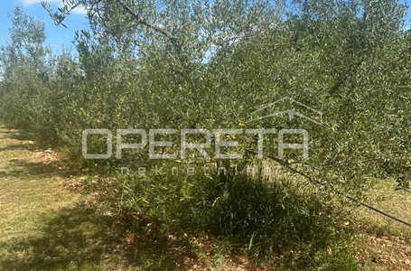 OPERETA 599671