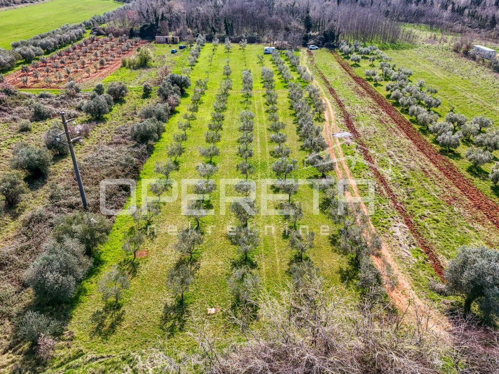 OPERETA 615969
