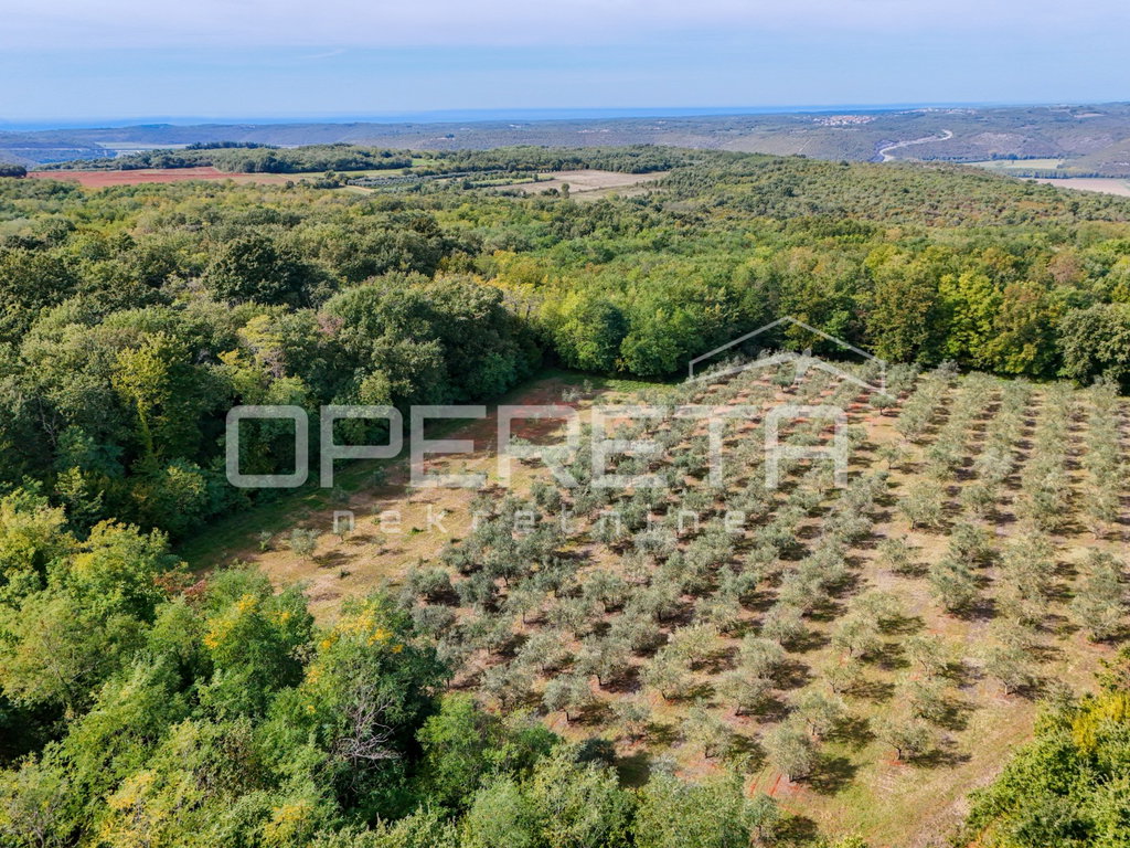 OPERETA 629990