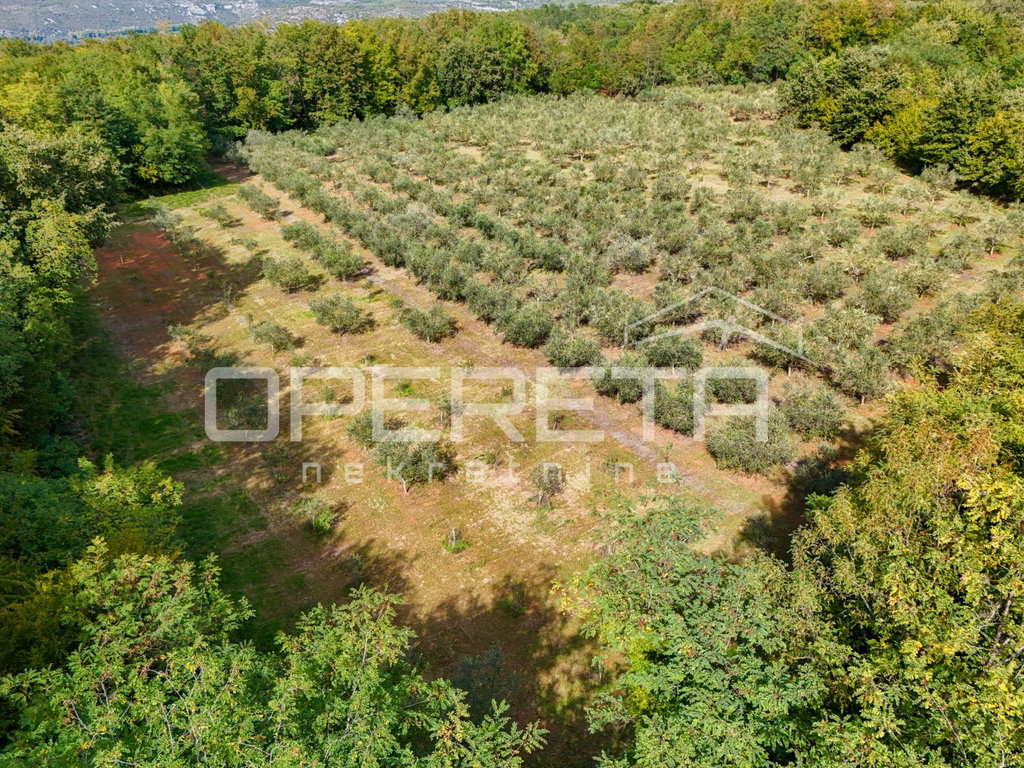OPERETA 629993